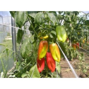 paprika strizanka palanka