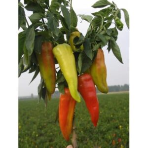 paprika zupska rana