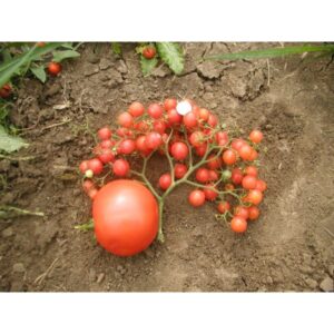 paradajz jasmin crveni cherry palanka