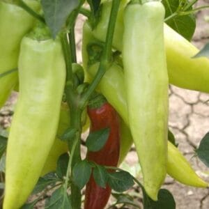 paprika duga bela