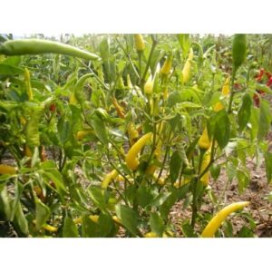 paprika feferona zuta ljuta