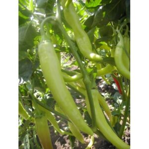 paprika romana