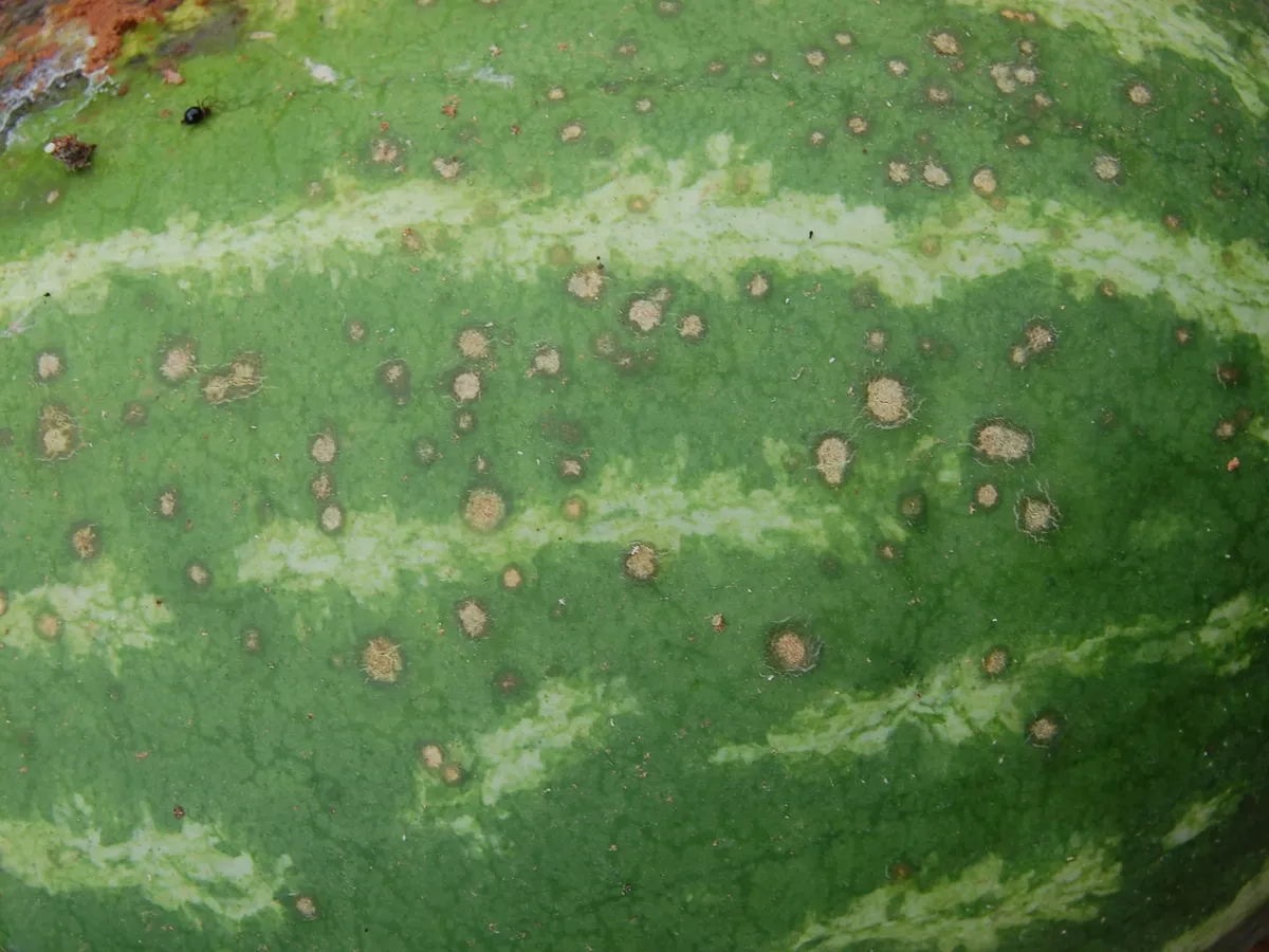 Antraknoza lubenice