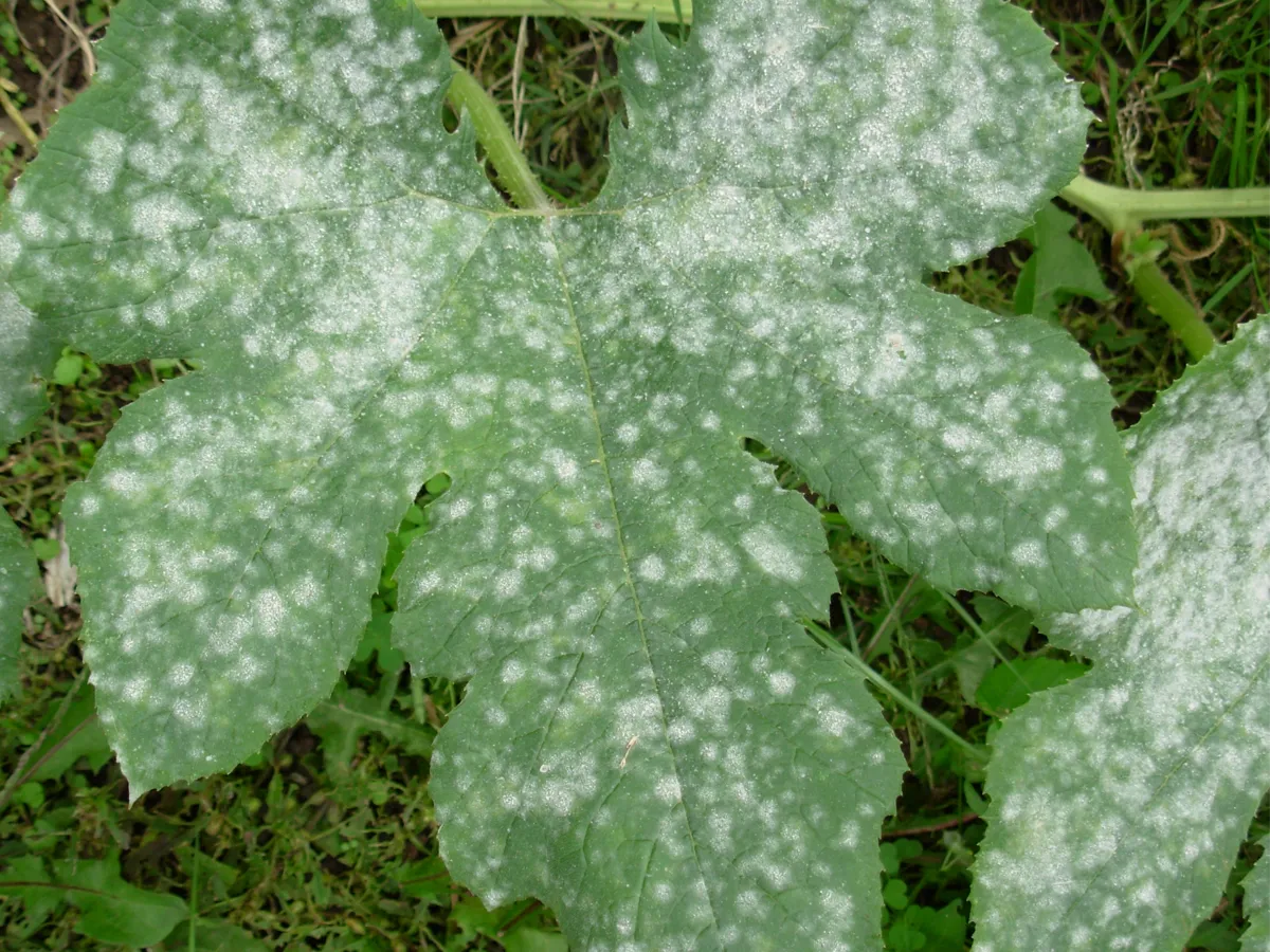 Pepelnica krastavca – bela prevlaka na listovima