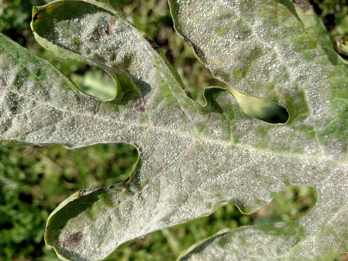 Pepelnica lubenice